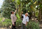 Bhabinkamtibmas-Desa-Kalanganyar-Tinjau-Lahan-Tanaman-Pisang-untuk-Swasembada-Pangan