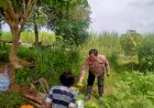 Kanit-Binmas-Polsek-Prambon-Dampingi-Warga-Panen-Sayur-Krai-Sebanyak-110-Kg