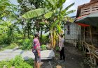 Polsek-Wonoayu-Dukung-P2B-Tanaman-Pisang