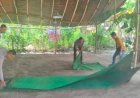 Polisi-Bongkar-Arena-Judi-Sabung-Ayam-di-Bagor-Nganjuk