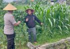 Polsek-Tulangan-Dukung-Ketahanan-Pangan-Melalui-Monitoring-Lahan-Jagung-Tumpang-Sari-di-Desa-Gelang