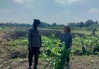 Program-Ketahanan-Pangan,-Polsek-Taman-Cek-Pertumbuhan-Jagung-di-Lahan-Lingkar-Mas
