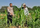 Kawal-Asta-Cita-Prabowo,-Polisi-Sidoarjo-Turun-ke-Ladang-Jagung-Krian-demi-Swasembada-Pangan