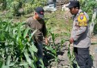 Bhabinkamtibmas-Polsek-Taman-Patroli-Lahan-Jagung,-Perkuat-Dukungan-Ketahanan-Pangan