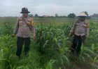 Polisi-Cinta-Petani,-Kanit-Binmas-Polsek-Krembung-Rawat-Jagung-Hibrida-untuk-Perkuat-Ketahanan-Pangan-dan-Swasembada-Pangan-di-Sidoarjo