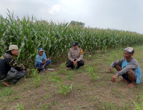 Polsek Porong Sidoarjo Pantau Pertumbuhan Jagung di Pesawahan