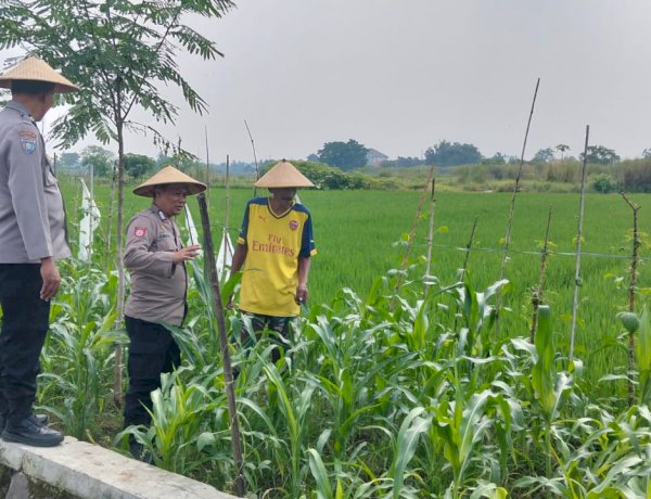 Polisi Monitoring Lahan Tumpang Sari Jagung di Desa Jiken untuk Dukung Ketahanan Pangan