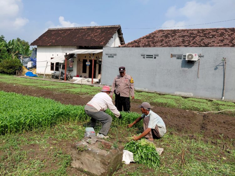Bhabinkamtibmas Desa Pangkemiri Tinjau Lahan P2B, Dukung Ketahanan Pangan Lewat Budidaya Kangkung