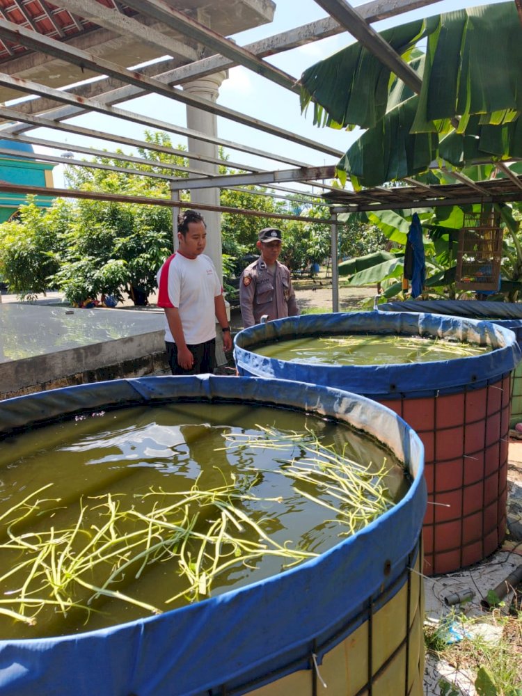Bhabinkamtibmas Desa Trosobo Polsek Taman Dukung Ketahanan Pangan Bergizi Lewat Pembesaran Ikan Lele