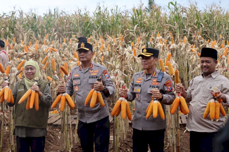 Kapolda Jatim dan Gubernur Panen Jagung di Green Farm Banyuwangi Penuhi Target Swasembada Pangan